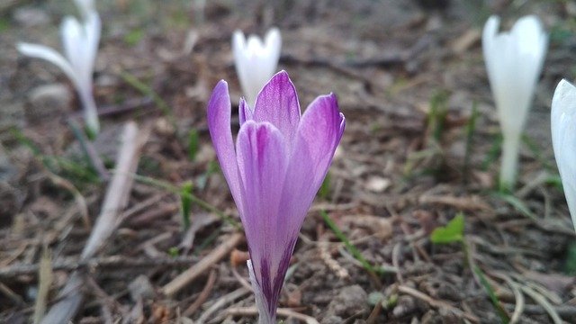 Unduh gratis Flower Violet Forest - foto atau gambar gratis untuk diedit dengan editor gambar online GIMP