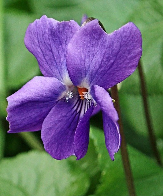 Free picture Flower Violet Macro -  to be edited by GIMP free image editor by OffiDocs