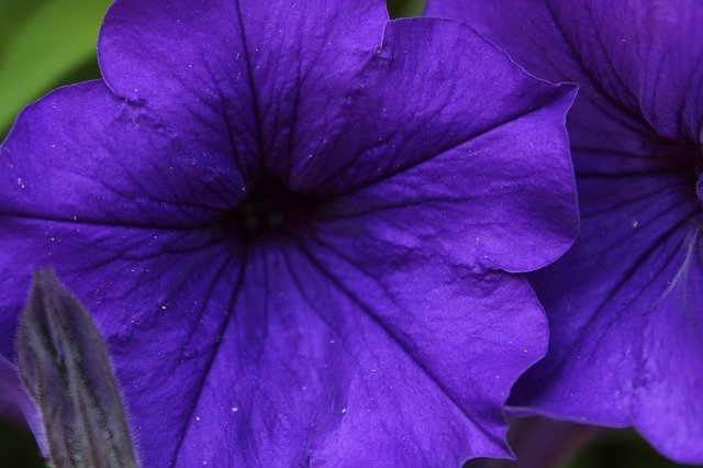 Free download Flower Violet Nature free photo template to be edited with GIMP online image editor