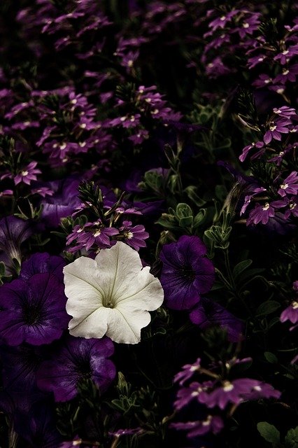 Download gratuito di un modello di foto gratuito Flower Violet Purple da modificare con l'editor di immagini online di GIMP