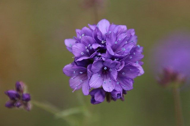 Free download Flower Violet Sky Blue -  free photo or picture to be edited with GIMP online image editor