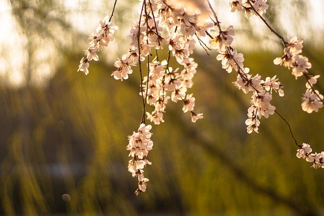Muat turun percuma Flower Vitality Natural - foto atau gambar percuma untuk diedit dengan editor imej dalam talian GIMP