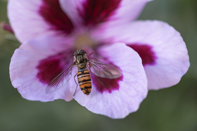 Free download Flower Wasp Bee -  free photo or picture to be edited with GIMP online image editor