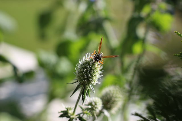 Free download flower wasp green insect pollen free picture to be edited with GIMP free online image editor