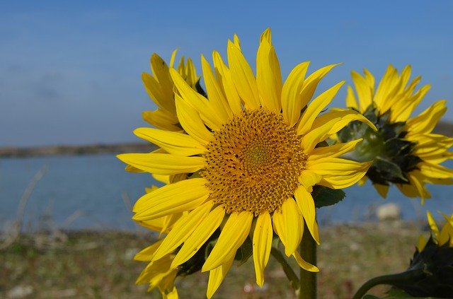 Descărcare gratuită Flower Water - fotografie sau imagine gratuită pentru a fi editată cu editorul de imagini online GIMP