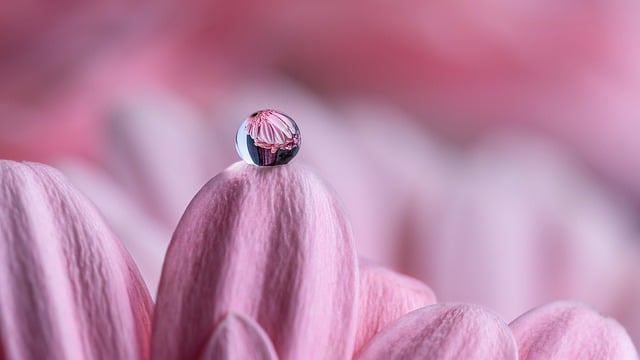 Free download flower waterdrop macro beautiful free picture to be edited with GIMP free online image editor