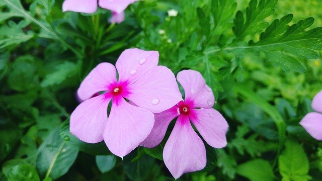 Descărcare gratuită Flower Water Drop Nature - fotografie sau imagini gratuite pentru a fi editate cu editorul de imagini online GIMP