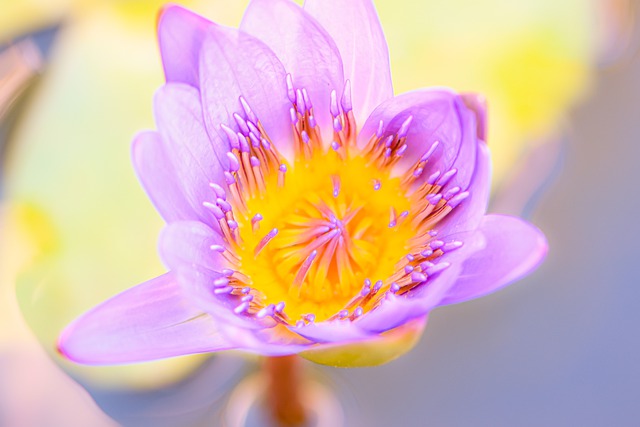 Free download flower water flower lotus bloom free picture to be edited with GIMP free online image editor