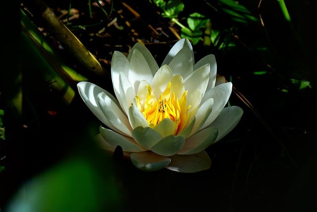 Free download flower water lilly flowering free picture to be edited with GIMP free online image editor