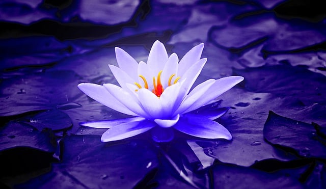 Free download flower water lilly lilly leaves free picture to be edited with GIMP free online image editor