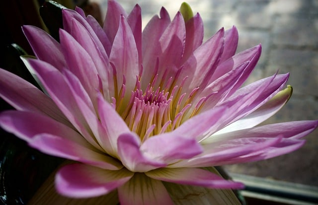 Free download flower waterlilly petals pink free picture to be edited with GIMP free online image editor