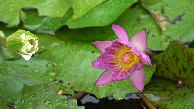 Free download flower water lily botany bloom free picture to be edited with GIMP free online image editor