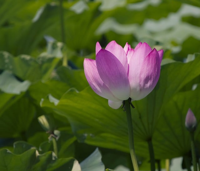 Free download flower waterlily lotus flower bud free picture to be edited with GIMP free online image editor