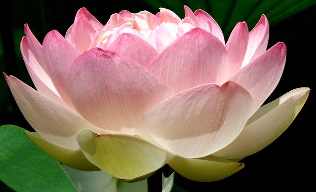 Free download Flower Waterlily Nature -  free photo or picture to be edited with GIMP online image editor