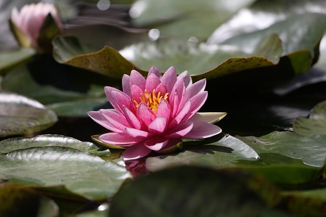 Free download flower water lily pink water plant free picture to be edited with GIMP free online image editor