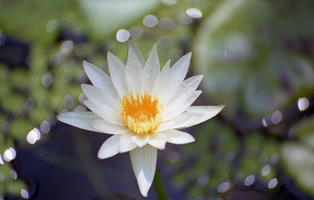 Template Photo Flower Water Nymphaea -  for OffiDocs