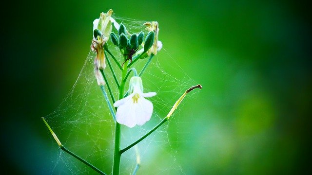 Muat turun percuma Flower Web Flowers - foto atau gambar percuma percuma untuk diedit dengan editor imej dalam talian GIMP