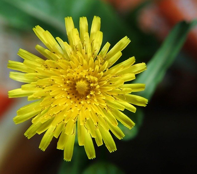הורדה חינם Flower Weed Dandelion - תמונה או תמונה בחינם לעריכה עם עורך התמונות המקוון GIMP