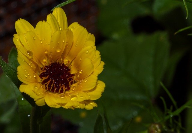 הורדה חינם Flower Wet Water Drop Of - תמונה או תמונה בחינם לעריכה עם עורך התמונות המקוון GIMP