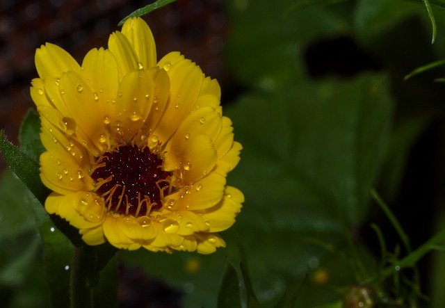 ດາວໂຫຼດຟຣີ Flower Wet Water Drop Of - ຮູບພາບ ຫຼືຮູບພາບທີ່ບໍ່ເສຍຄ່າເພື່ອແກ້ໄຂດ້ວຍຕົວແກ້ໄຂຮູບພາບອອນໄລນ໌ GIMP