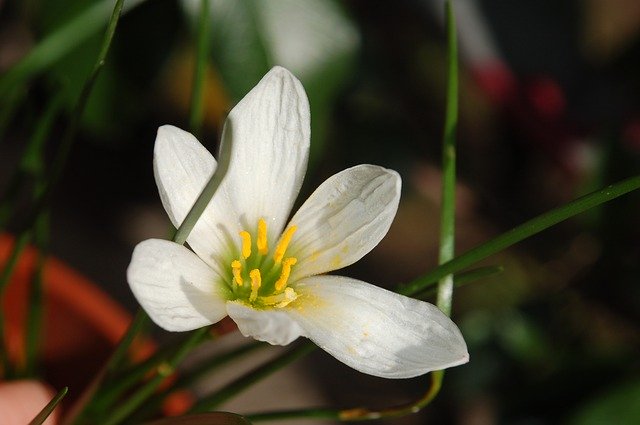 Unduh gratis Flower White - foto atau gambar gratis untuk diedit dengan editor gambar online GIMP
