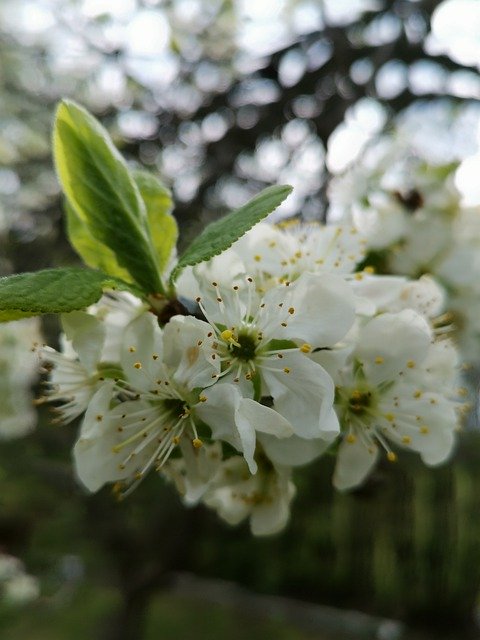 Gratis download Flower White Apple Tree - gratis foto of afbeelding om te bewerken met GIMP online afbeeldingseditor