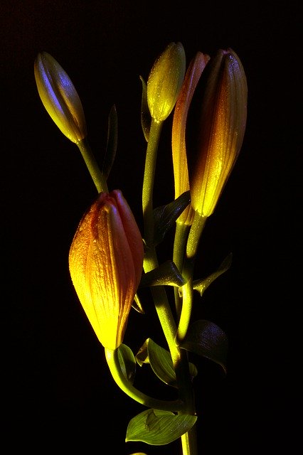Muat turun percuma Flower White Beautiful - foto atau gambar percuma untuk diedit dengan editor imej dalam talian GIMP