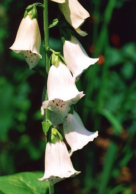 Free picture Flower White Bell Shaped -  to be edited by GIMP free image editor by OffiDocs
