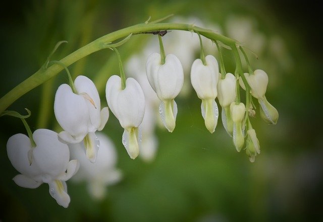Gratis download Flower White Blossom - gratis foto of afbeelding om te bewerken met GIMP online afbeeldingseditor