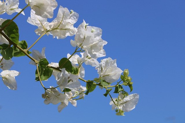 Bezpłatne pobieranie Flower White Blue - bezpłatne zdjęcie lub obraz do edycji za pomocą internetowego edytora obrazów GIMP