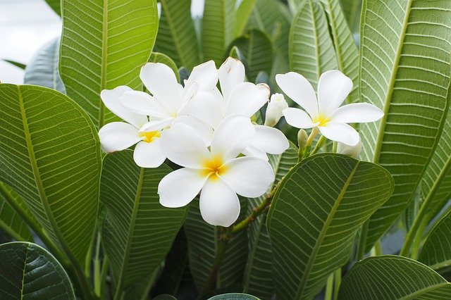 Free download Flower White Botanical -  free photo or picture to be edited with GIMP online image editor