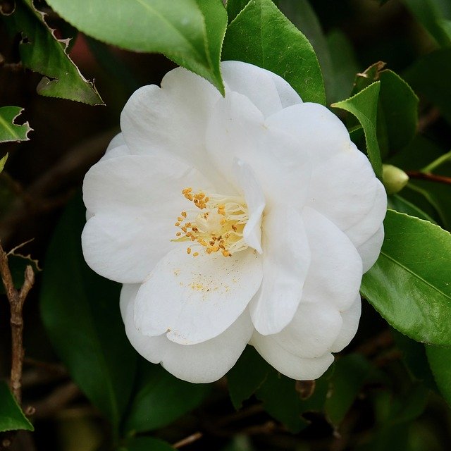 Muat turun percuma Flower White Camellia - foto atau gambar percuma untuk diedit dengan editor imej dalam talian GIMP