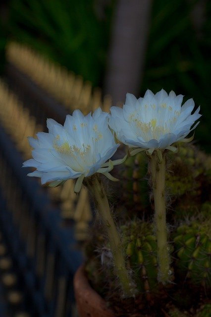 הורדה חינם Flower White Cantus - תמונה או תמונה בחינם לעריכה עם עורך התמונות המקוון GIMP