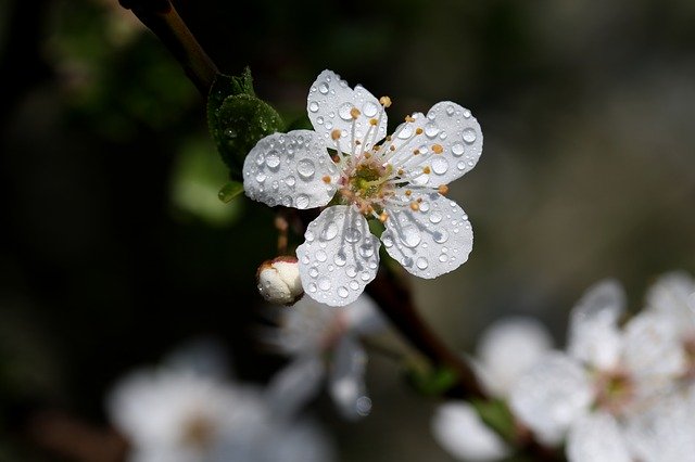Free download Flower White Casey -  free photo or picture to be edited with GIMP online image editor