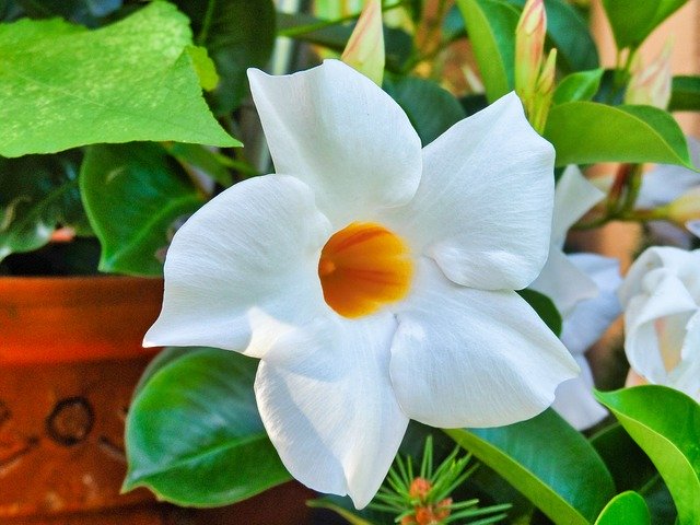 Free download Flower White Climber Plant -  free photo or picture to be edited with GIMP online image editor