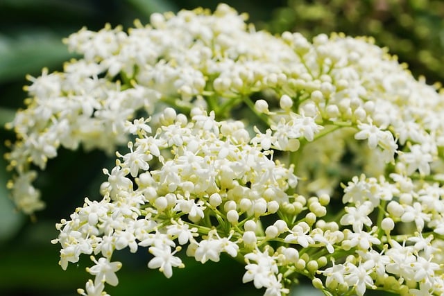 Free download flower white flower flora nature free picture to be edited with GIMP free online image editor