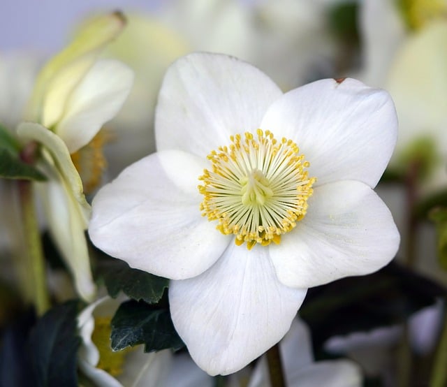 Free download flower white flower garden nature free picture to be edited with GIMP free online image editor