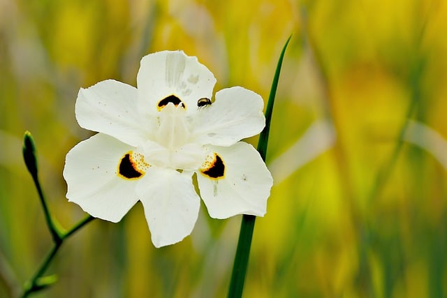 Free download flower white flower irish flora free picture to be edited with GIMP free online image editor