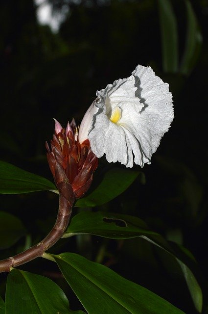 Kostenloser Download Flower White Flowers - kostenloses Foto oder Bild zur Bearbeitung mit GIMP Online-Bildbearbeitung