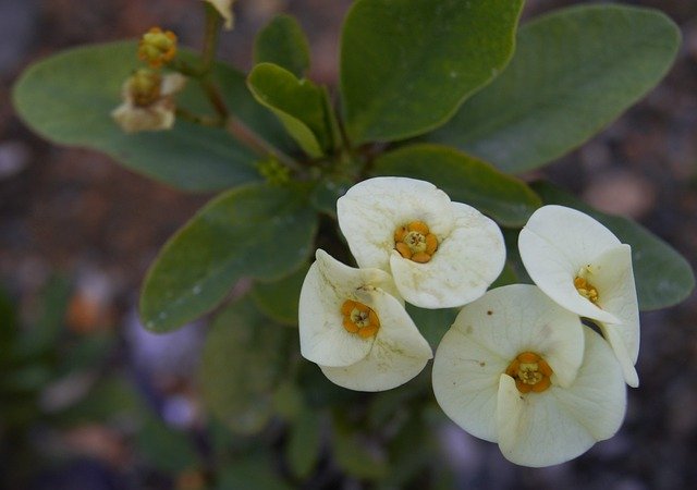 Free download Flower White Flowers Garden -  free photo or picture to be edited with GIMP online image editor