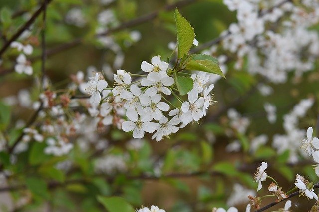 Free download Flower White Flowers Shrub -  free photo or picture to be edited with GIMP online image editor