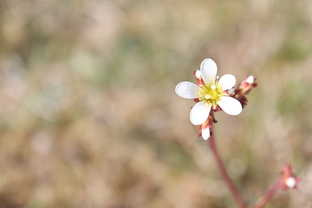 Free download flower white glow beautiful pretty free picture to be edited with GIMP free online image editor