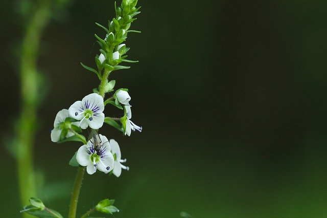 Безкоштовно завантажте безкоштовний шаблон фотографій Flower White Green для редагування в онлайн-редакторі зображень GIMP