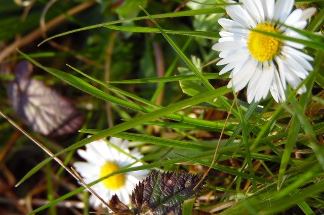 Скачать бесплатно Flower White Marguerite - бесплатное фото или изображение для редактирования с помощью онлайн-редактора изображений GIMP