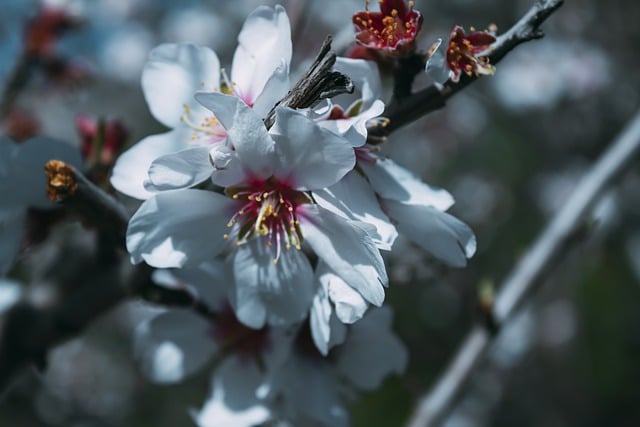 دانلود رایگان قالب عکس Flower White Nature برای ویرایش با ویرایشگر تصویر آنلاین GIMP