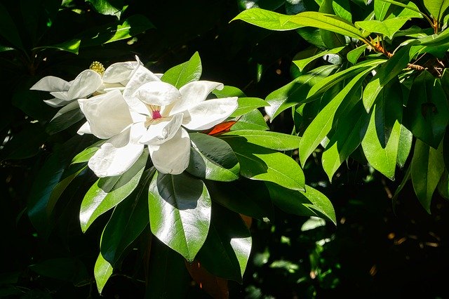 花の白い蘭を無料ダウンロード - GIMP オンライン画像エディターで編集できる無料の写真または画像