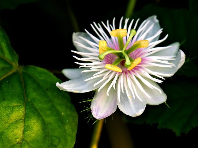 Free download flower white passion flora flora free picture to be edited with GIMP free online image editor