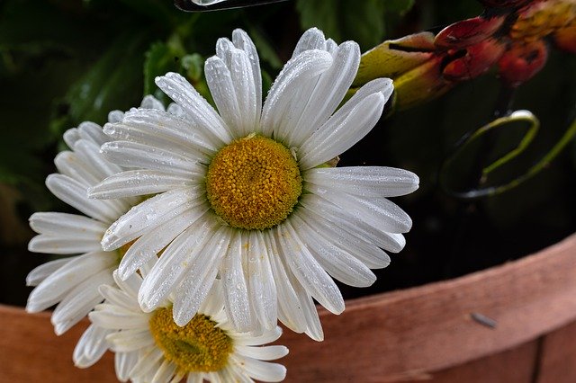 Muat turun percuma Flower White Petal - foto atau gambar percuma untuk diedit dengan editor imej dalam talian GIMP