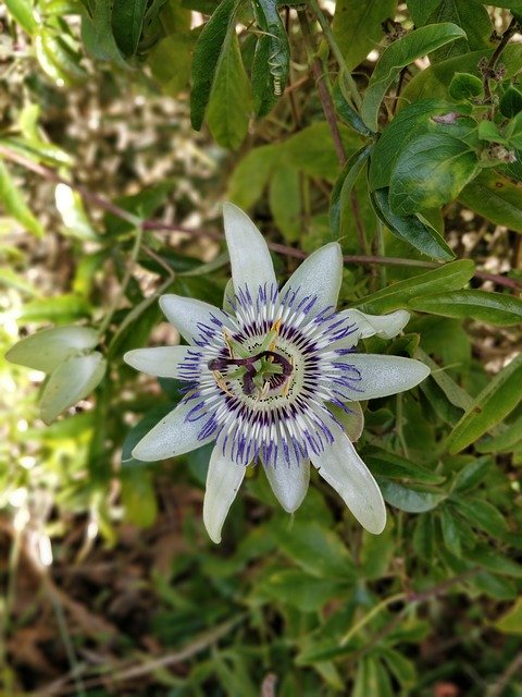 Безкоштовно завантажте Flower White Plant – безкоштовну фотографію чи зображення для редагування за допомогою онлайн-редактора зображень GIMP