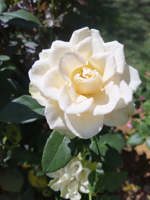 Descarga gratuita Flower White Rose: foto o imagen gratuita para editar con el editor de imágenes en línea GIMP